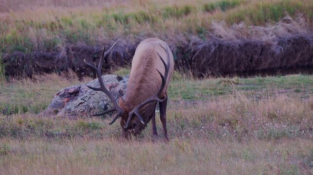 Large bull elk with thick swollen neck caused by the rut grazing 