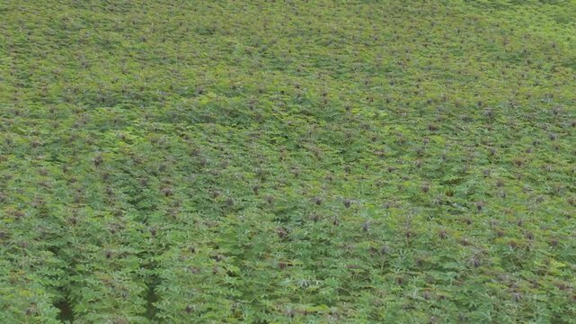 Aerial View of Green Cassava Field in Thailand