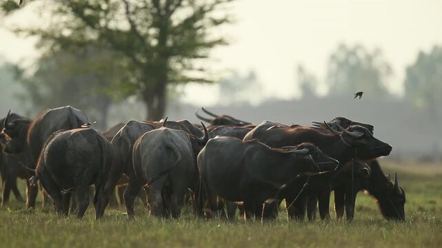 Large herd of water buffaloes gathering and grazing on grassy pasture field beside woodland forest edge. Rural livestock farming agriculture, tranquil bovine wildlife safari, and mammal herd idea.
