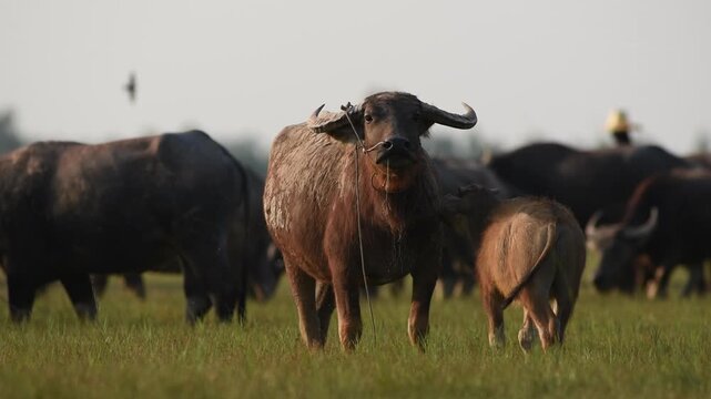 Water buffalo herd with young calf standing together in grassy meadow field looking at camera. Rural bovine livestock animal farming, peaceful pastoral countryside, and agricultural idea concept.