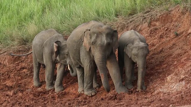 Wild Asian elephant family with calves foraging along mineral salt lick soil bank in Khao Yai. Safari pachyderm maternal care behavior, nutrient rich mud feeding, and wildlife conservation concept.