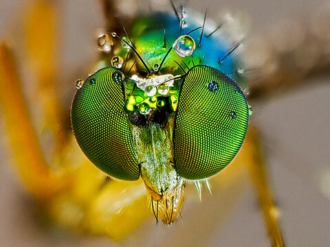 dragonfly on a green leaf