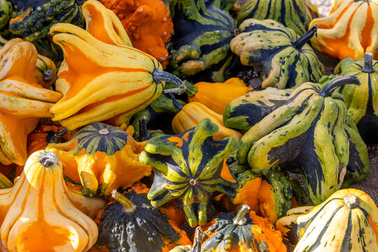 Autumn harvest displaying colorful decorative gourds and squash