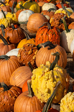 Colorful autumn harvest display featuring various pumpkins and gourds