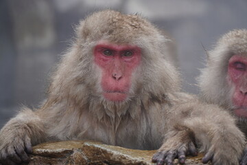 Obraz premium Japanese macaques relaxing in a steaming hot spring at Jigokudani Monkey Park in Nagano, Japan