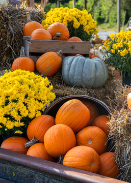 Autumn harvest display featuring pumpkins and mums
