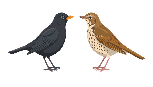 Common blackbird and song thrush vector illustration set featuring realistic garden birds isolated on white background