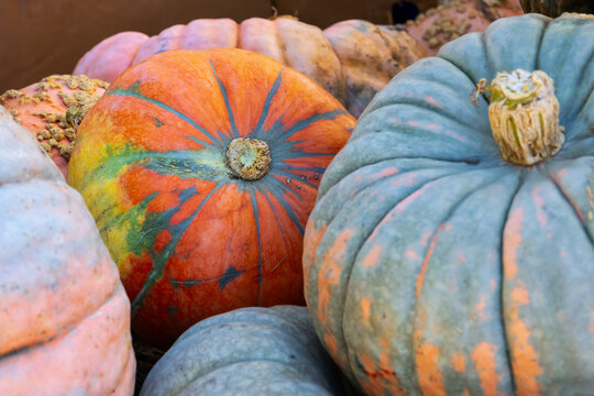 Colorful autumn pumpkins and squash harvest background