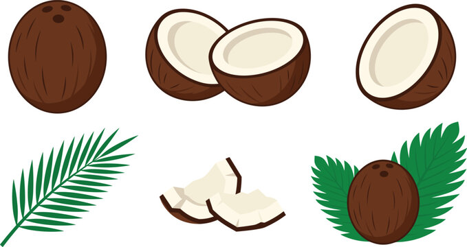 Fresh Coconut Vector Illustration Set Featuring Whole Fruits, Halves, Cut Pieces, and Green Tropical Palm Leaves for Organic Food Graphic Design