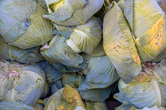 Fresh green cabbages piled high for market