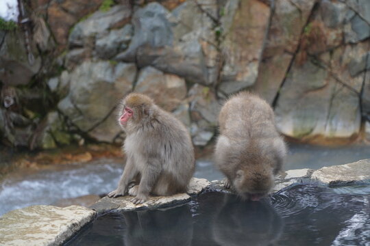Two Japanese snow monkeys at Jigokudani Snow Monkey Park in Nagano, Japan. One macaque sits on the rocky edge while the other drinks water from a natural hot spring