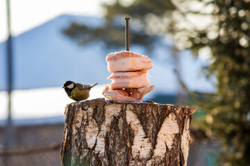 The tit pecks at fat in winter. Winter feeding of birds. © Michel F