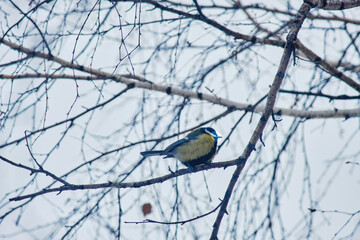 Parus major) perched on a small branch against a winter sky. © Michel F