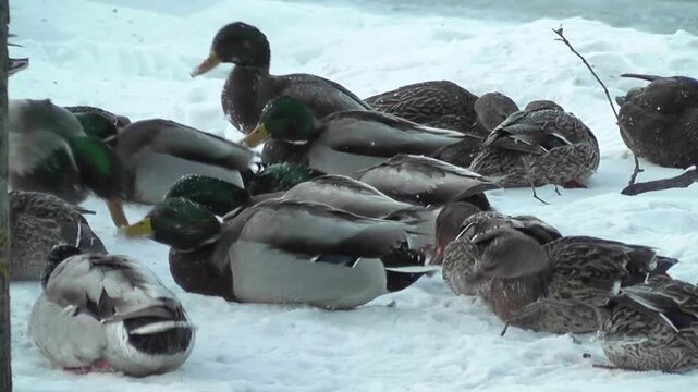 Large flock of Mallard ducks gathered on snow during cold winter conditions. Male and female wild ducks rest and feed together, showing waterfowl behavior and wildlife adapting to a snowy environment