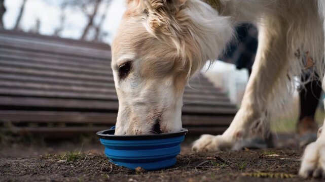 Golden retriever drinks water from blue collapsible bowl on ground. dog head and front legs are visible with dirt under its chin indicating recent activity. Background shows outdoor setting