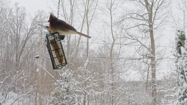 Female Northern Cardinal perched on a suet feeder during a winter snowstorm as a Dark-eyed Junco visits nearby. Natural backyard wildlife footage with falling snow, snow-covered trees