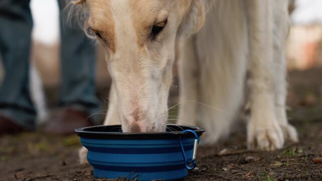 White dog drinks from blue collapsible bowl on ground with legs and feet visible. background shows blurred human figures in casual clothing suggesting outdoor setting like park or backyard