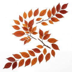 Obraz premium Artistic Composition of Vibrant Autumn Leaves and Twigs Arranged in a Curved S-Shape on a Clean White Background, Representing Fall Season, Nature's Beauty, and Botanical Flat Lay Design.