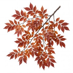 Obraz premium Autumn branch with vibrant red and orange leaves isolated on white background, fall seasonal foliage for decorative nature design, close up of botanical element in autumn colors.