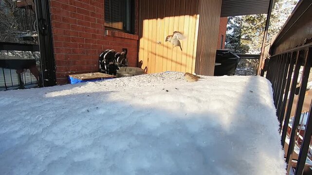 Dark-eyed Junco hopping across fresh snow on a residential balcony during winter. Close wildlife footage captures the small North American songbird moving through a snowy backyard setting 