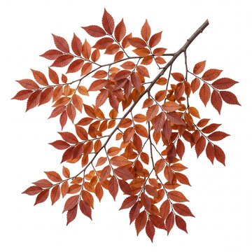 Autumn branch with vibrant red and orange leaves isolated on white background, fall seasonal foliage for decorative nature design, close up of botanical element in autumn colors.