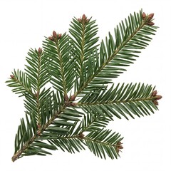 Obraz premium Detailed close-up of a vibrant green fir tree branch with small brown buds isolated on a white background, perfect for Christmas holiday decorations, winter nature designs, and botanical elements.