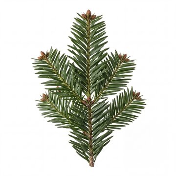 Fresh Green Fir Branch with Small Young Brown Cones Isolated on Pure White Background, Coniferous Tree Twig for Christmas Holiday, Winter Season, and Nature Decoration Projects
