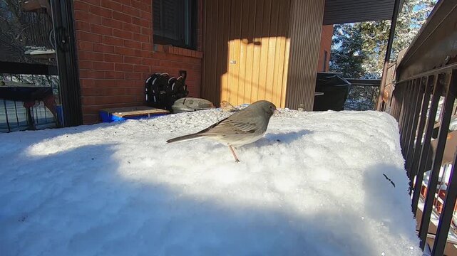 Dark-eyed Junco foraging and hopping through fresh snow on a residential balcony during winter. The small North American songbird repeatedly approaches the camera, providing a close view 