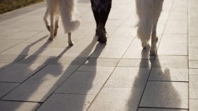 Person walks two white dogs on paved path captured from behind with their legs and animals movement visible. scene features long shadows cast by sunlight across stone tiles emphasizing