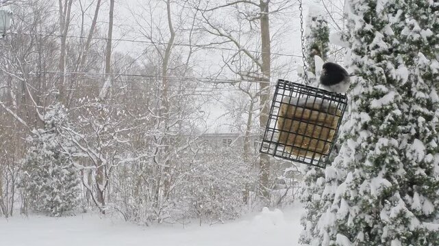 Several Dark-eyed Juncos gather around a hanging suet feeder in a snowy winter setting. The small North American songbirds perch, feed and fly around the feeder 