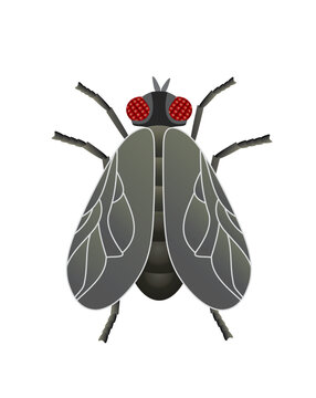 Basic House Fly, Layered Vector Art