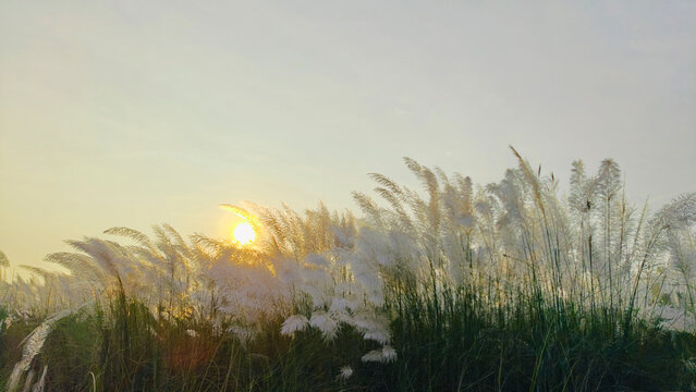 Kash phool field with white catkin flowers blooming during golden