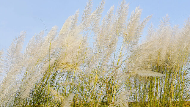 Kash phool white grass flowers swaying in the wind against a clear