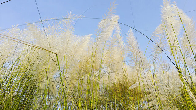 White kash flowers blooming under a clear blue sky with natural