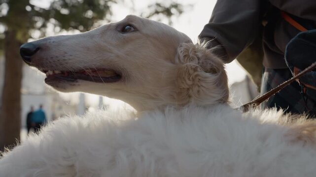 White dog with long snout and curly fur lies calmly on ground while being gently petted by person. background shows outdoor setting with blurred trees buildings and people in soft daylight