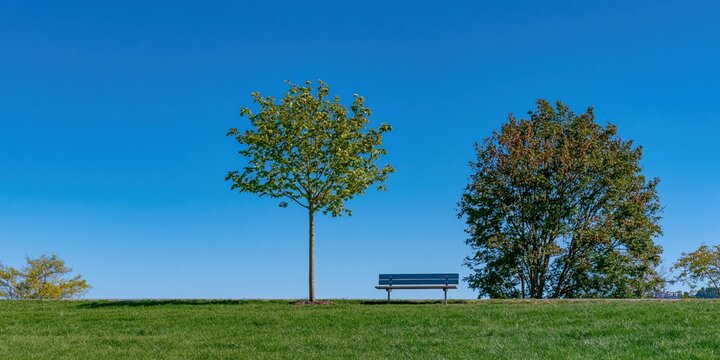 Park bench and trees against a clear blue sky