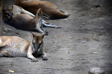 Several Wallabies Resting on Sandy Ground © Indra