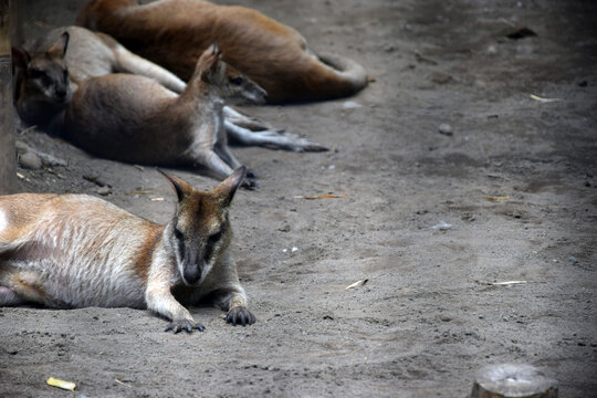 Several Wallabies Resting on Sandy Ground