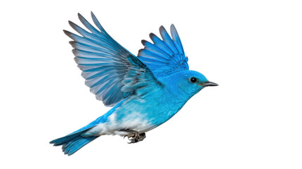 Obraz premium Single Mountain Bluebird in flight with vivid blue plumage, wings extended, streamlined body, and sharply detailed feathers, graceful North American songbird portrait. Photorealistic studio