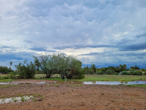 Desert patch with rain puddles and mesquite trees under cloudy stormy sky, autumn in Phoenix, Arizona