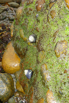 Rocky coastal algae surface with clustered snails and smooth embedded stones glistening under shallow intertidal water