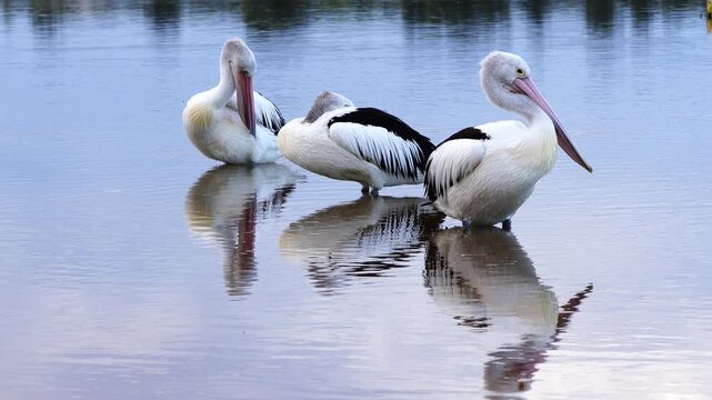 Close-up footage of Australian pelicans carefully preening their feathers before tucking their large bills beneath their wings to rest beside shallow water at Lakes Entrance, Victoria, Australia. 