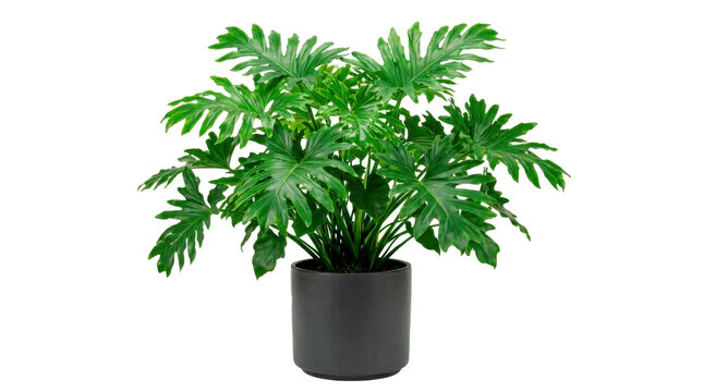 Large green philodendron plant in a dark charcoal-gray pot, broad glossy split leaves, dense healthy foliage and modern indoor botanical styling. Photorealistic botanical studio photography, front 3/4