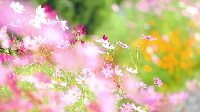 そよ風に揺れる花。カラフルで華やかな花畑。可愛いキバナコスモスの背景。秋の公園や花壇を彩るコスモスのある風景。自然風景素材。