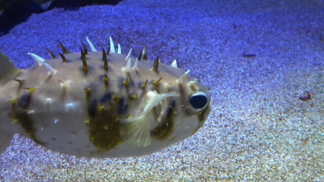 Porcupinefish, Deepwater burrfish, swimming gracefully underwater. 4K