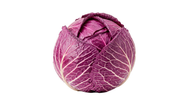 Whole red cabbage with tightly layered purple-red leaves, pale branching veins, compact round form and crisp fresh vegetable texture. Photorealistic studio product photography, front 3/4 view,
