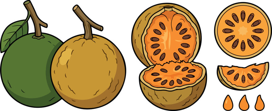 Fresh bael fruit vector illustration set with whole wood apple cut halves slices and seeds