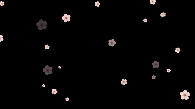 Cherry blossom floral overlay animation isolated on alpha channel. Cinematic sakura cherry blossom petals falling - Spring animation. autumn leaves falling animation with orange leaves 4K.