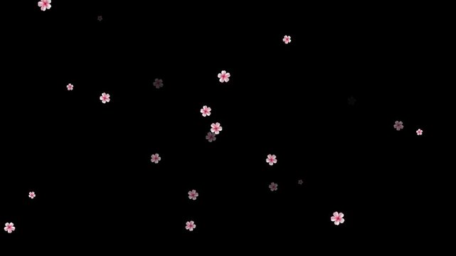 Cherry blossom floral overlay animation isolated on alpha channel. Cinematic sakura cherry blossom petals falling - Spring animation. autumn leaves falling animation with orange leaves 4K.