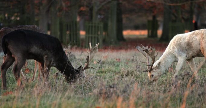 Fallow deer bucks with impressive antlers, including a rare melanistic individual and a white deer, are peacefully grazing in an autumn meadow, showcasing wildlife in its natural habitat